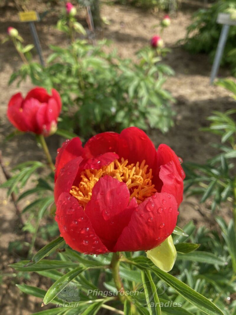 P. peregrina Fire King P. peregrina Fire King