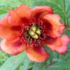 Paeonia potaninii orange