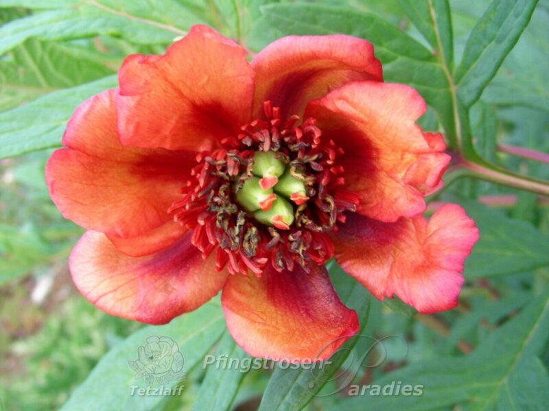 Paeonia potaninii orange