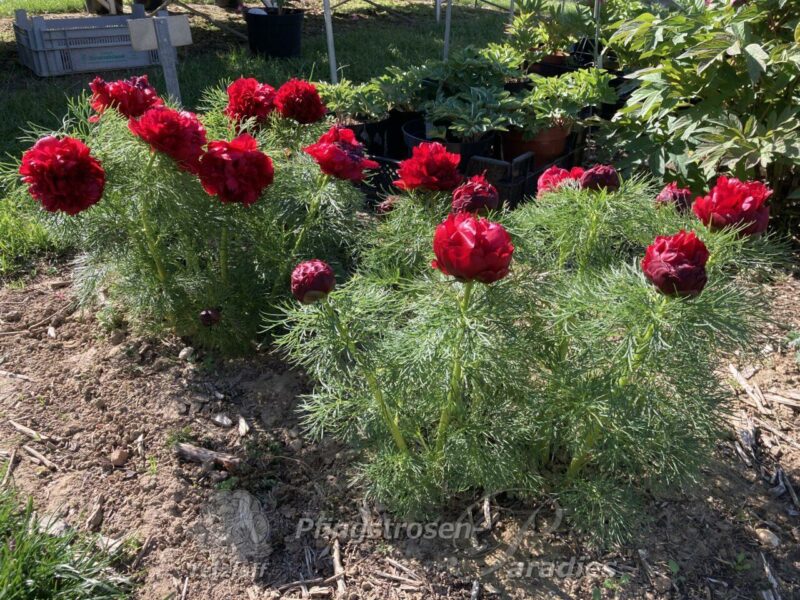 P. tenuifolia Rubra Plena