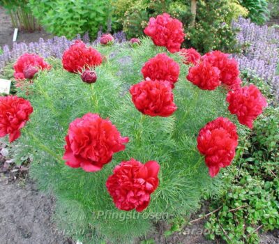 P. tenuifolia rubra plena