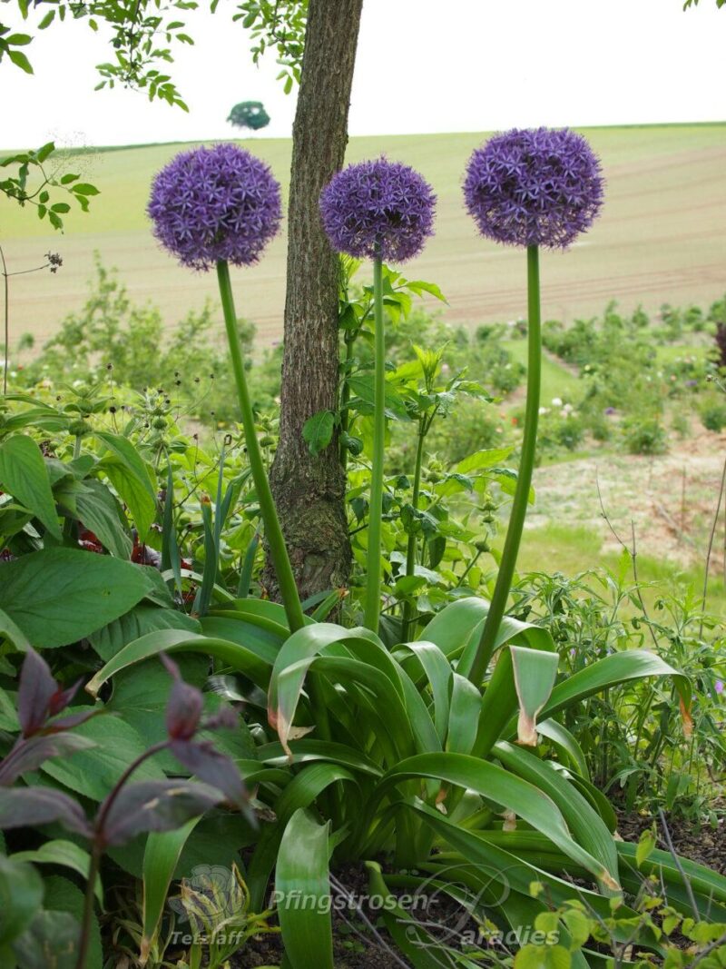 Allium Globemaster