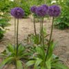Allium Globemaster