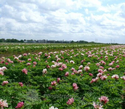 Ithos Feldbestand Ithos Feldbestand