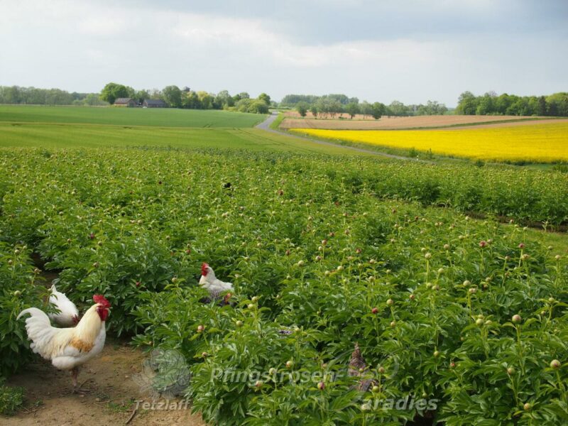 rote-Bauernpfingstrose