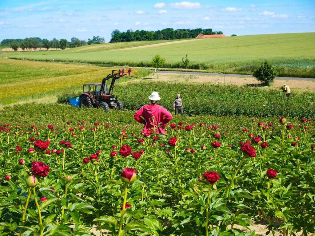 Pfingstrosen Schnittblumen