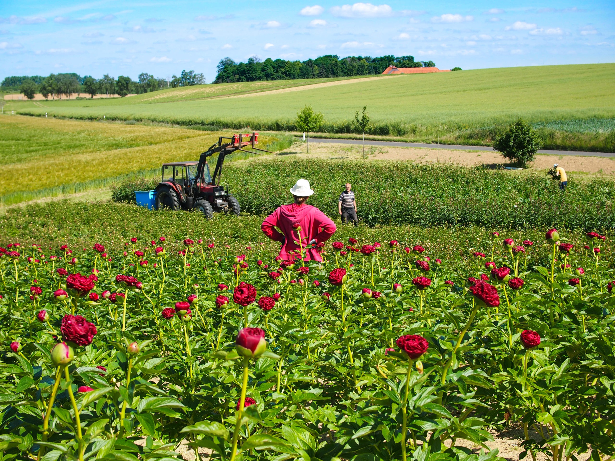 Pfingstrosen Schnittblumen