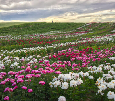 Pfingstrosen-Paradies