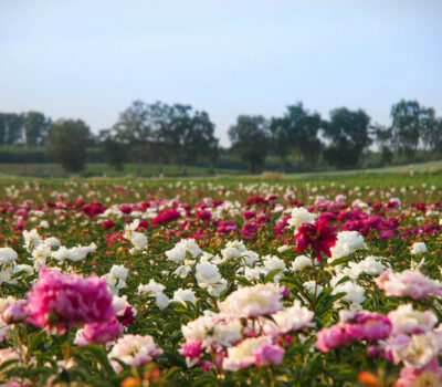Pfingstrosen-Paradies Stephan Tetzlaff