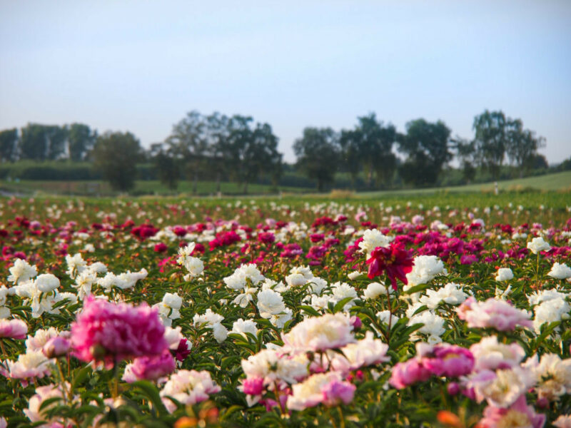 Pfingstrosen-Paradies Stephan Tetzlaff