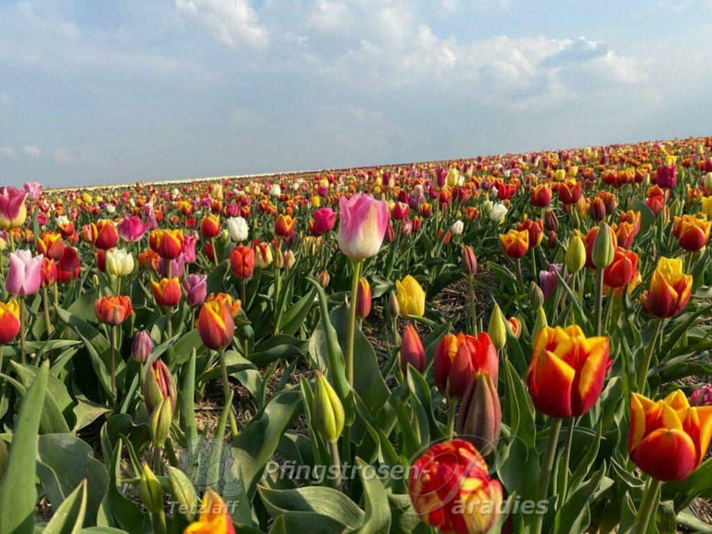 Tulpenhof Francken