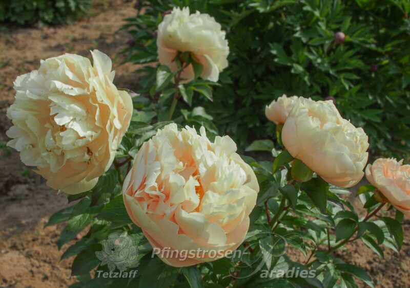 Peony-Pastelegance Peony-Pastelegance