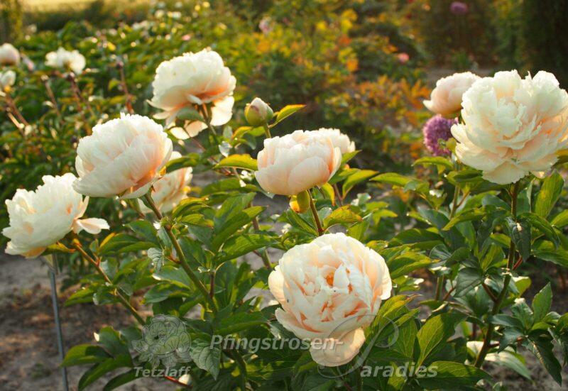 Peony-Pastelegance Peony-Pastelegance