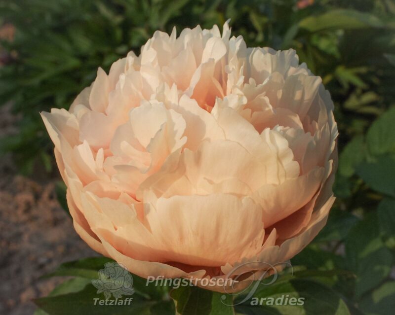 Peony-Pastelegance Peony Pastelegance