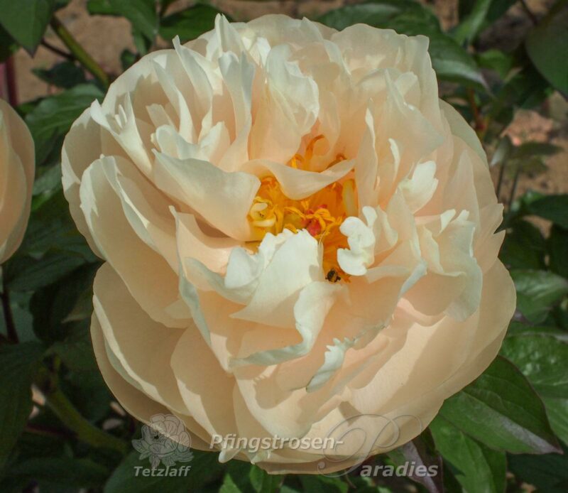 Pastelegance Pastelegance