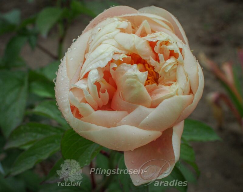 Peony-Pastelegance Peony-Pastelegance