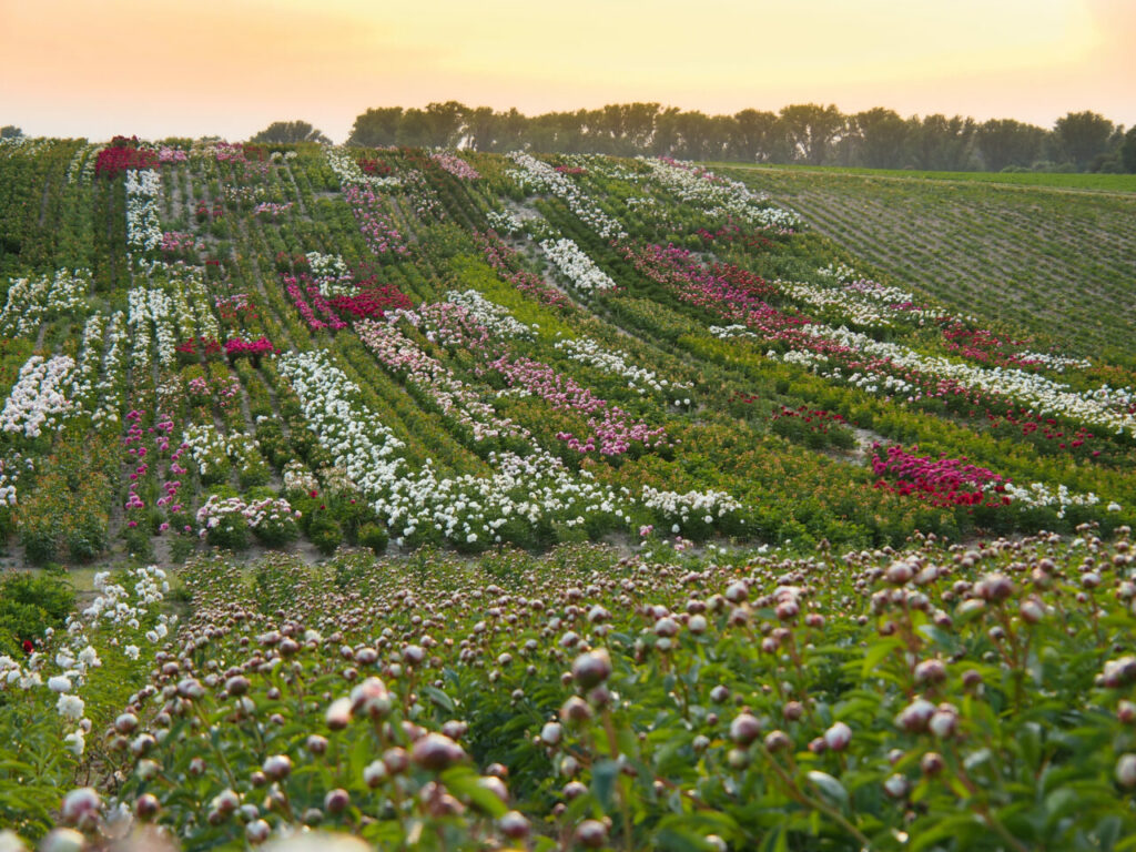 Pfingstrosen online bestellen