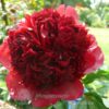 Peony Red Charm