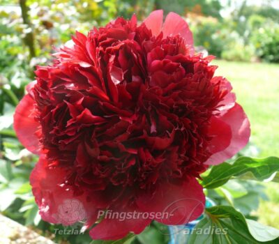 Peony Red Charm