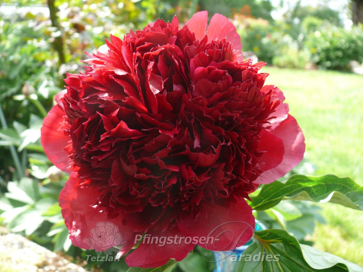 Peony Red Charm
