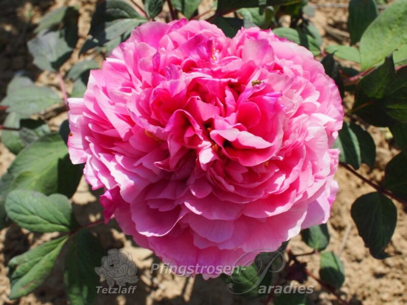 Reine Élisabeth Reine Élisabeth