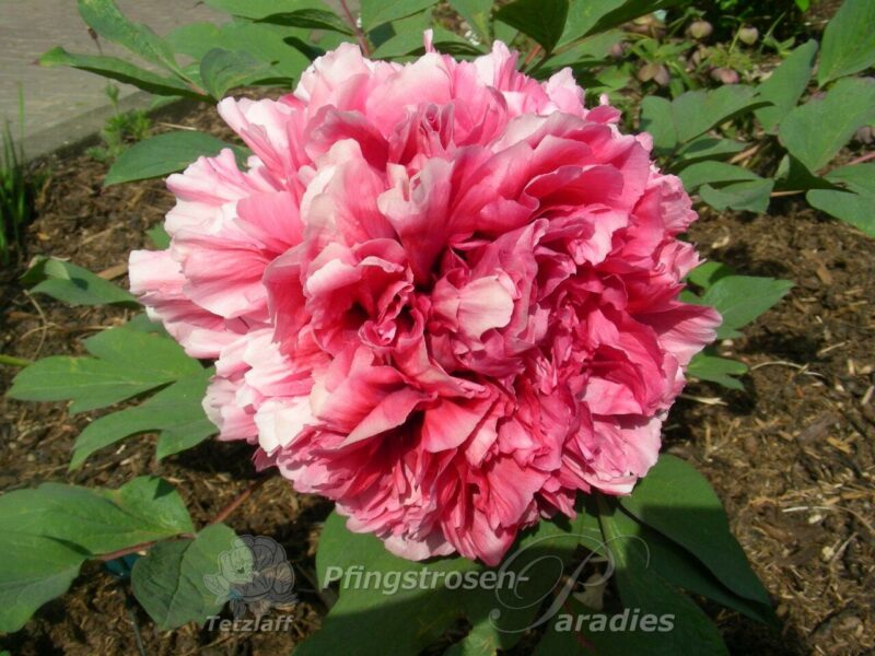 Reine Elisabeth Reine Élisabeth