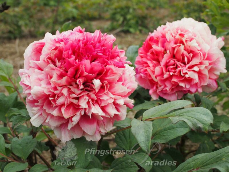 Reine Élisabeth Reine Élisabeth