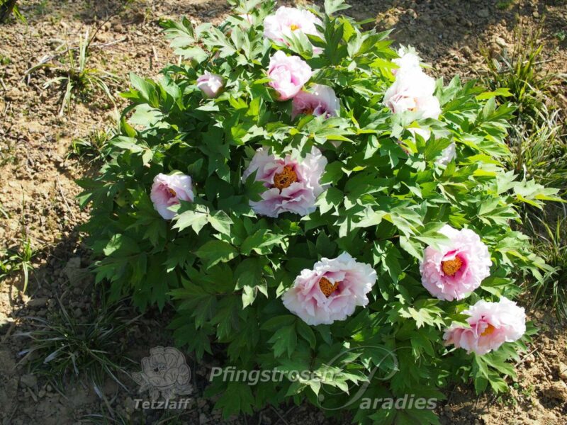 Rosalind Elsie Franklin