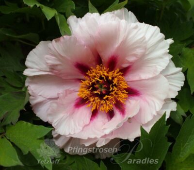 Rosalind Elsie Franklin