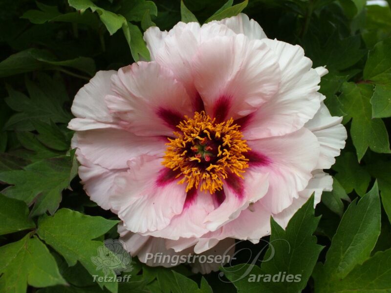 Rosalind Elsie Franklin