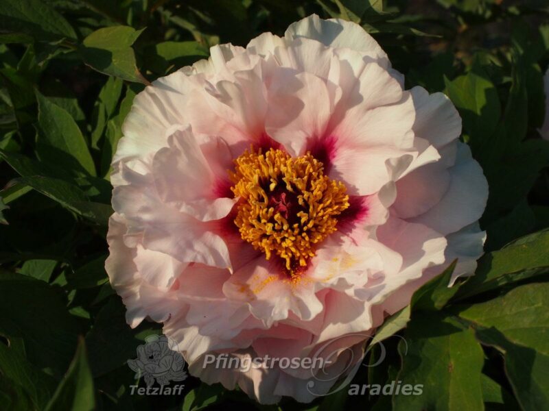 Rosalind Elsie Franklin