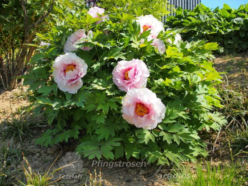 Rosalind Elsie Franklin