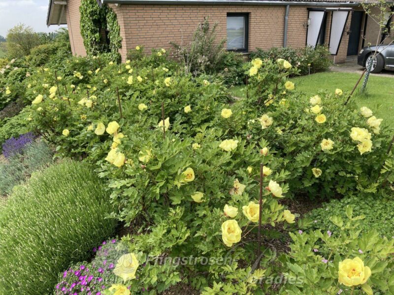 Souvenir de Lothar Parlasca (2) 'Gelbe aus Riga'