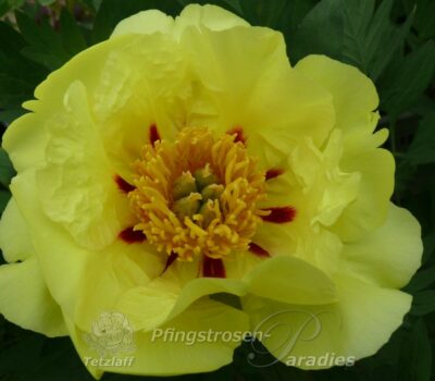 Souvenir de Lothar Parlasca