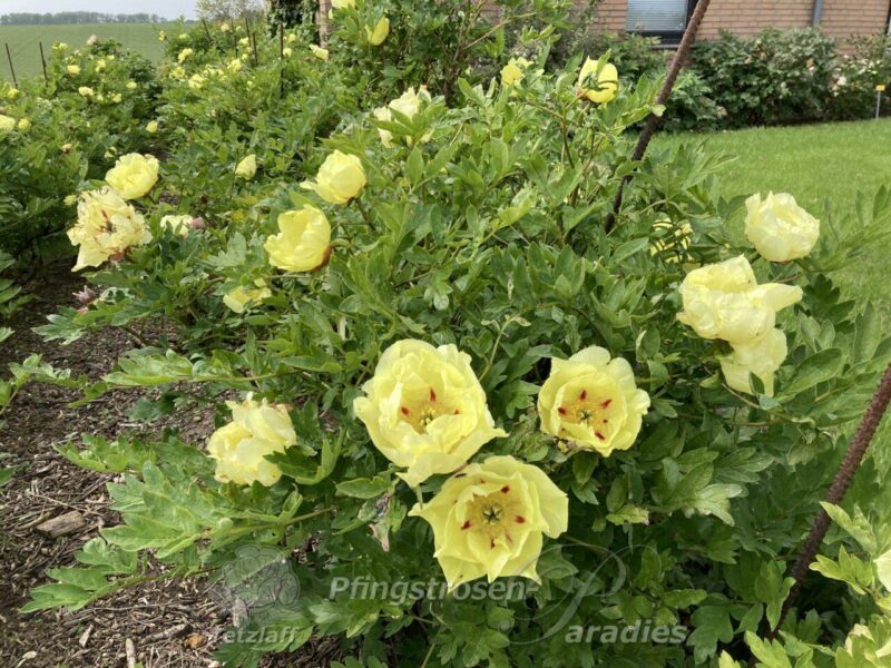 Souvenir de Lothar Parlasca Souvenir de Lothar Parlasca