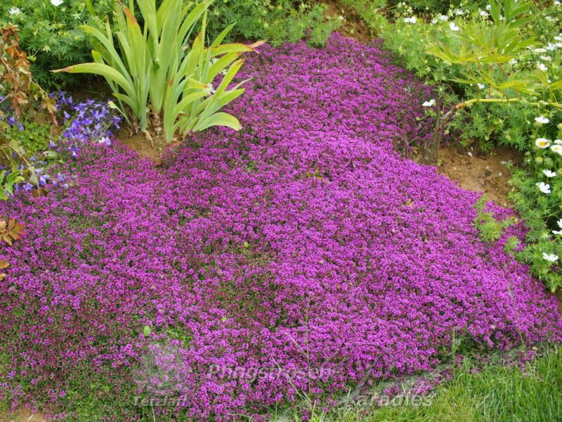 Thymus serphyllum Coccineus
