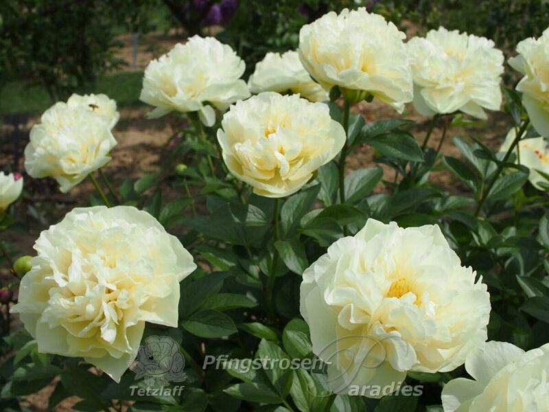 Yellow Breeder Plant