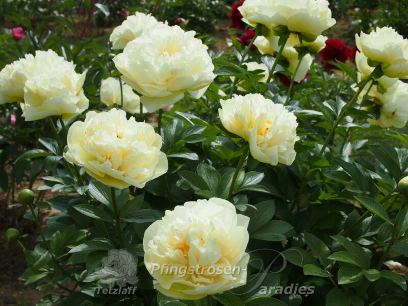 Amarillo Star (Yellow Breeder Plant)