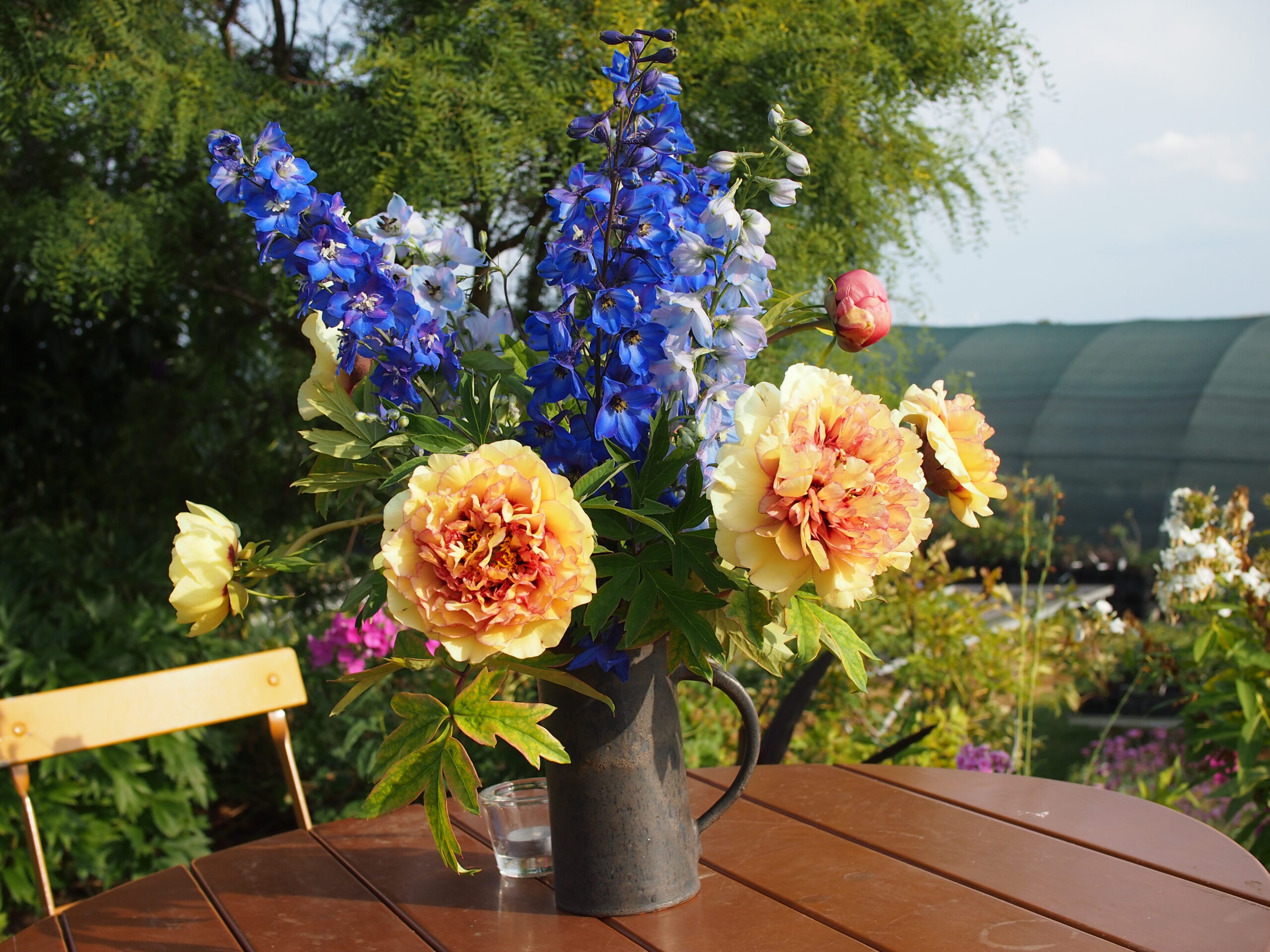 Pfingstrosen-Paradies Stephan Tetzlaff