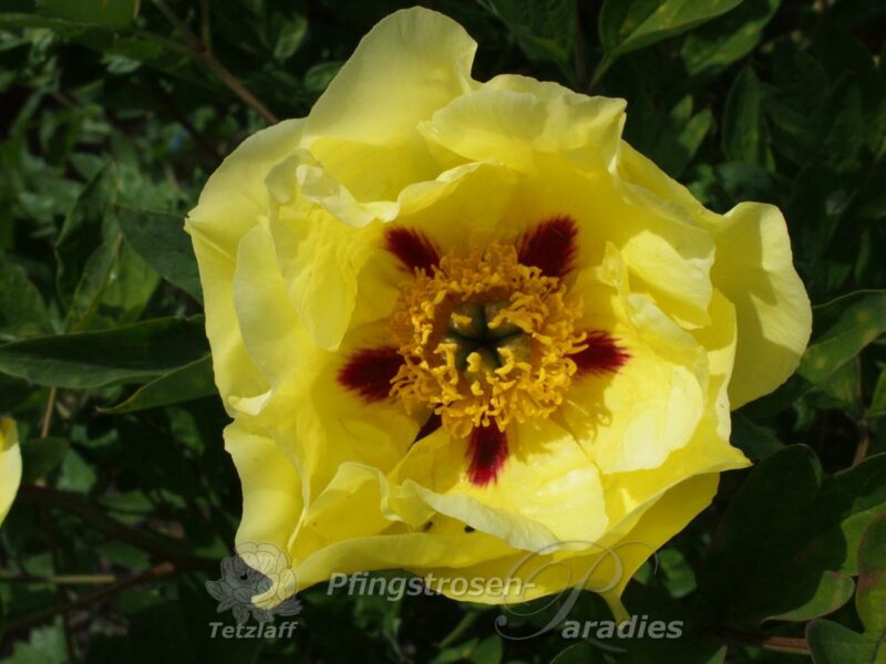 Souvenir de Lothar Parlasca Souvenir de Lothar Parlasca