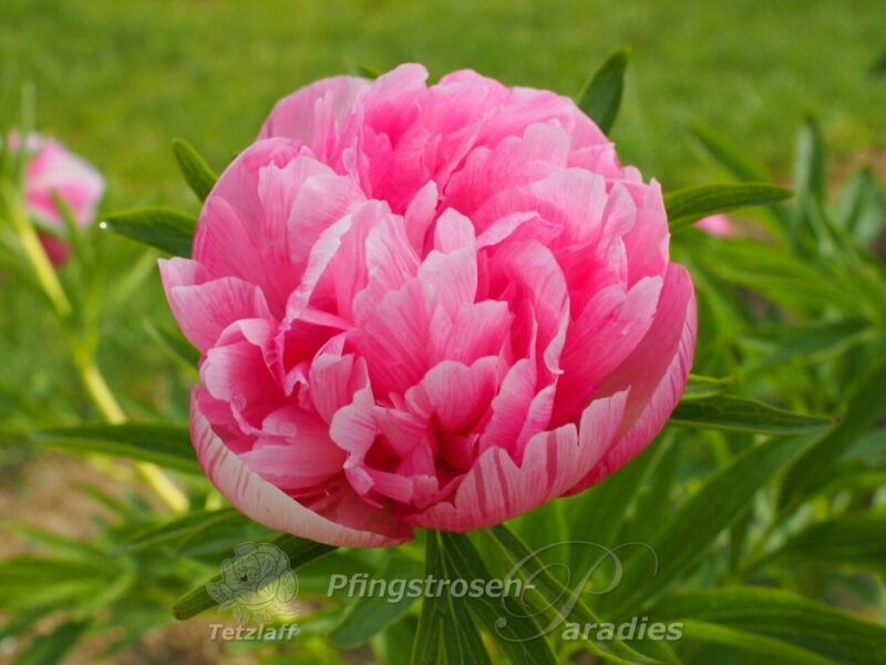 P. off. mutabilis pl.