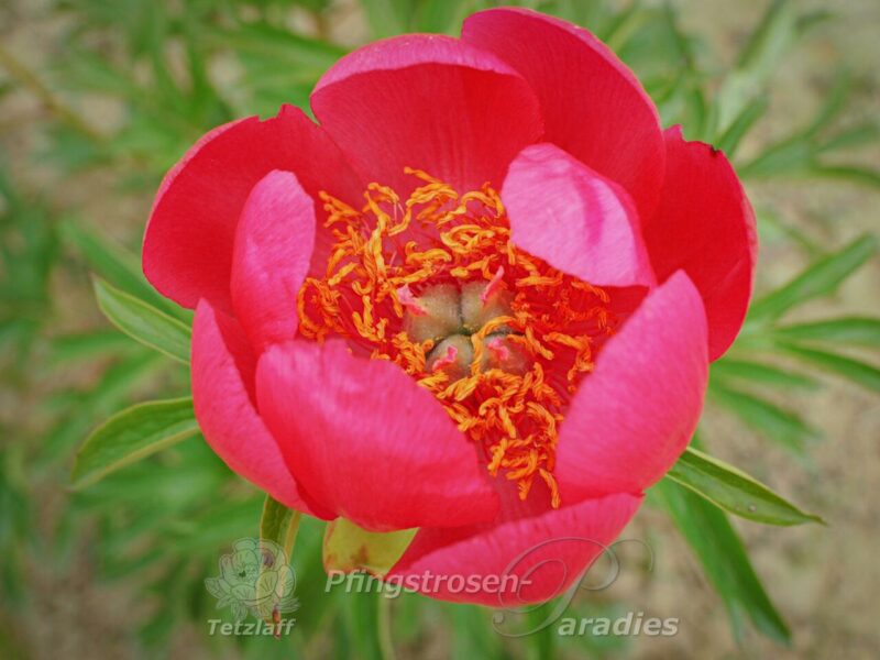 P. peregrina Fire King P. peregrina Fire King