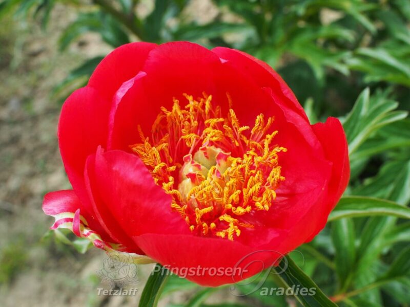 Paeonia peregrina Otto Froebel