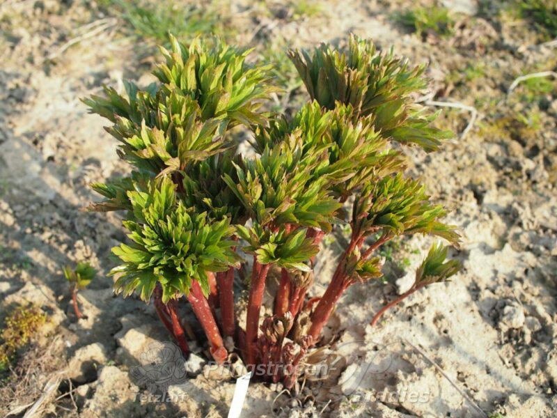 P. perregrina Otto Froebel