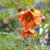 Paeonia potaninii orange