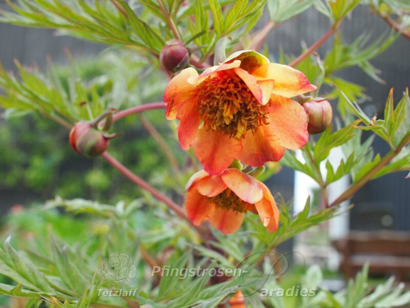 Paeonia potaninii orange