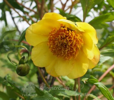 Paeonia potaninii trollioides