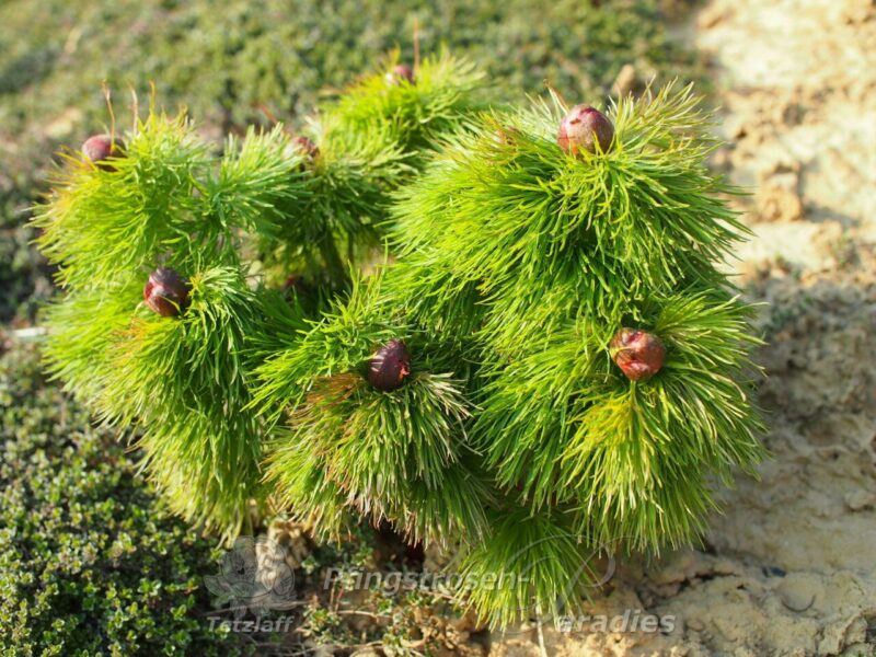 P. tenuifolia