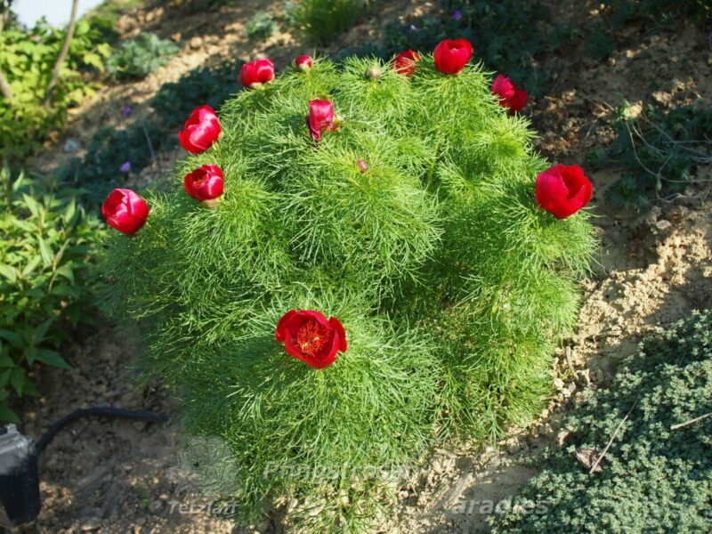 P. tenuifolia