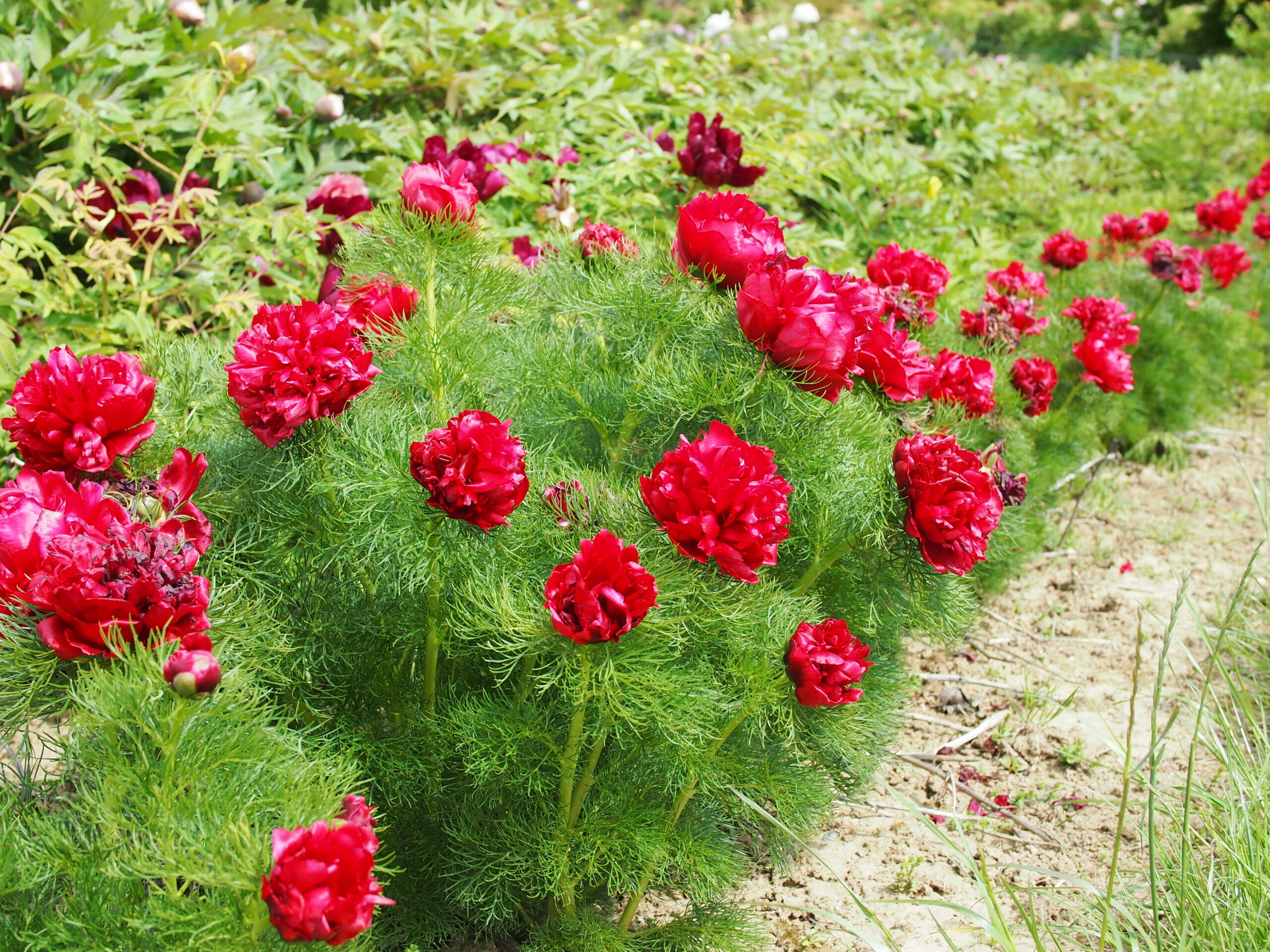 paeonia-tenuifolia-rubra-plena